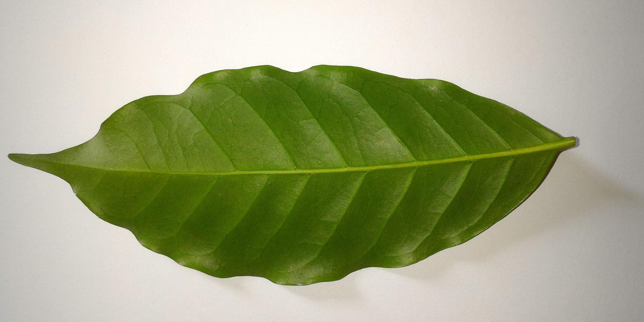 Coffee Leaf Diseases Prediction